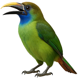 Blue-throated Toucanet